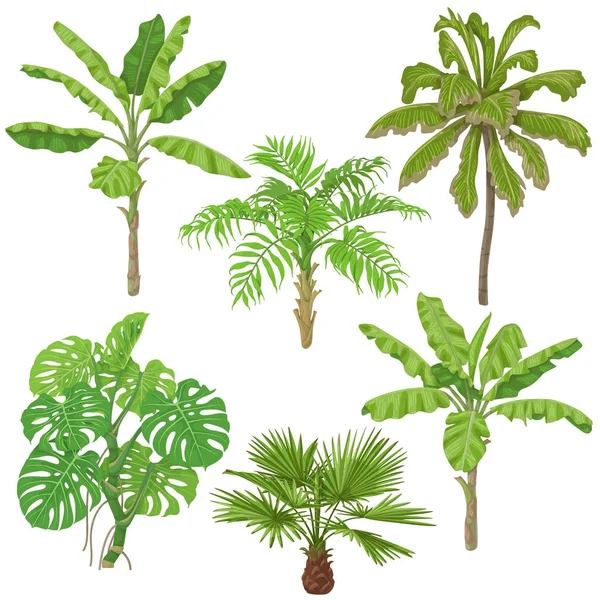 Conjunto de plantas tropicales — Vector de stock