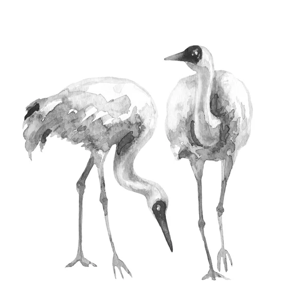 White Crane Birds Watercolor Sketch — Stock Photo, Image