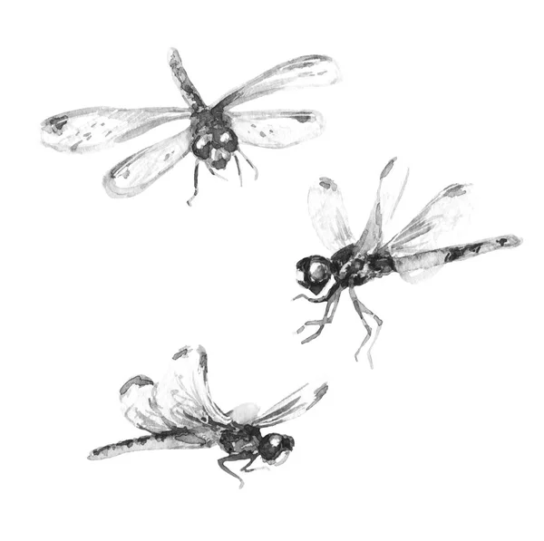 Conjunto de libélulas aquarela — Fotografia de Stock