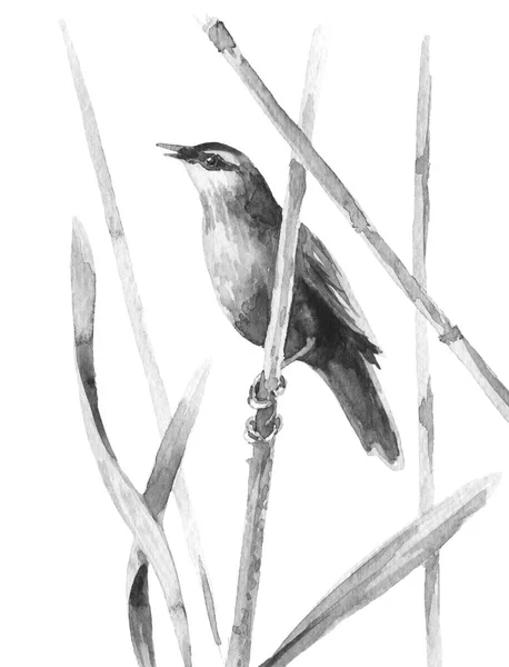 Bagno ptak w Reed — Zdjęcie stockowe