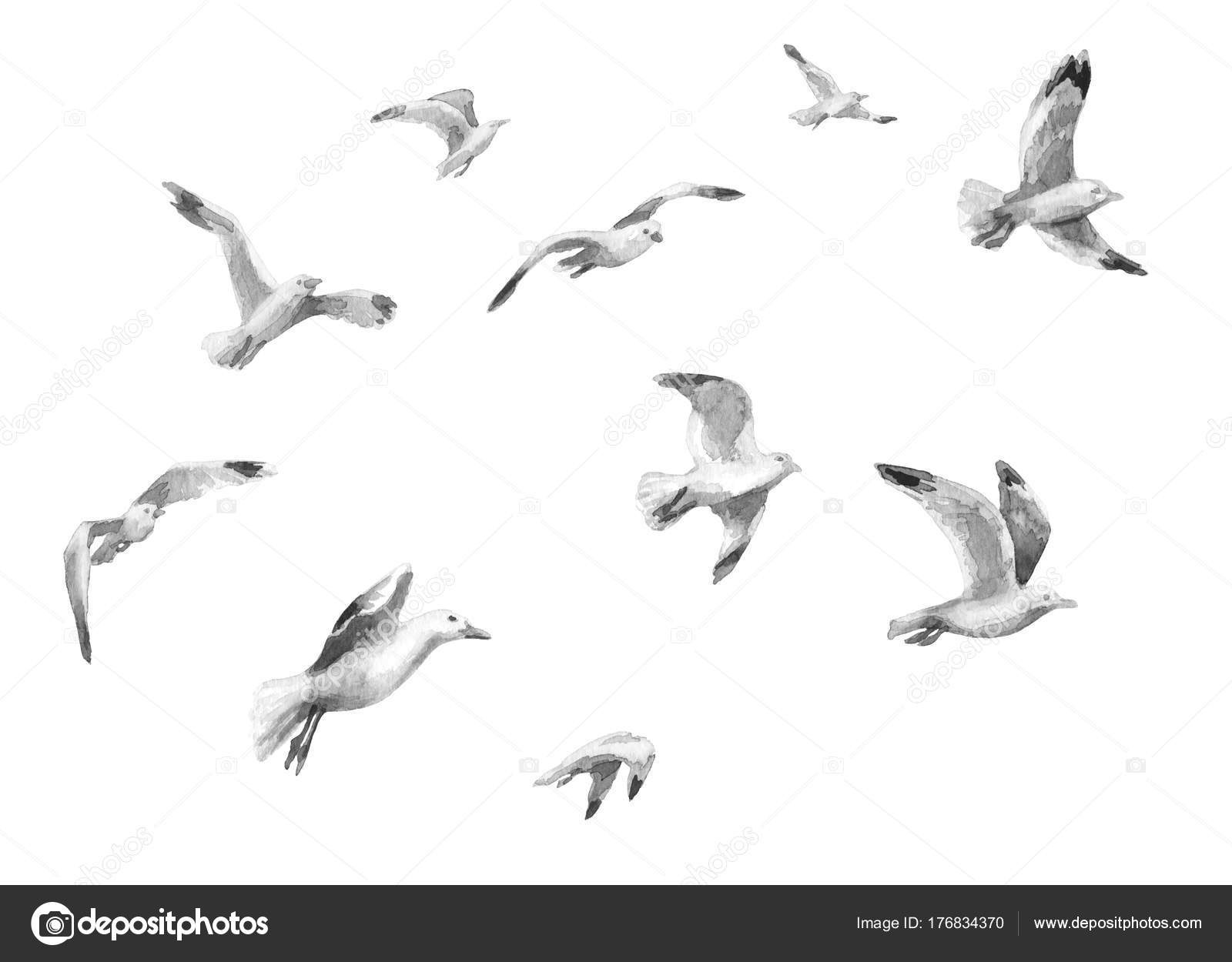 Burung camar yang terbang dengan warna air Ilustrasi Stok oleh ©Valiva  #176834370, image size:1600x1250