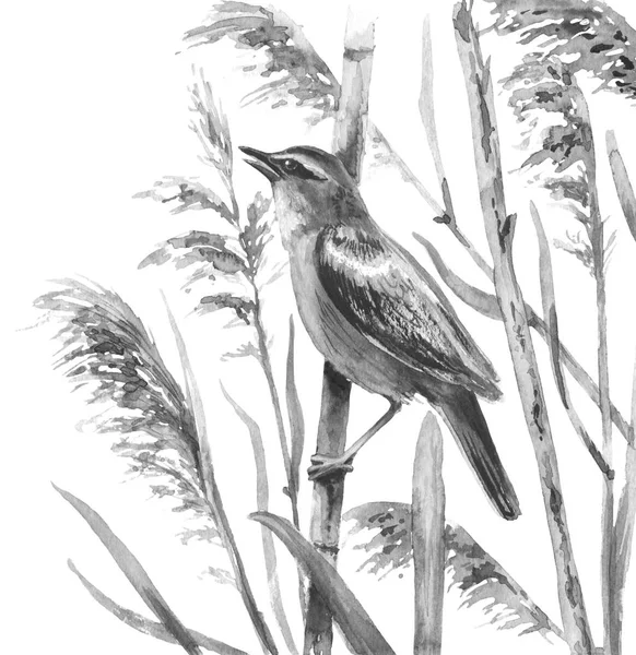 Marsh fågel sjunger i vassen — Stockfoto
