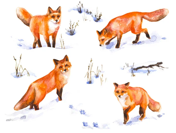 Red Fox aquarel schets — Stockfoto