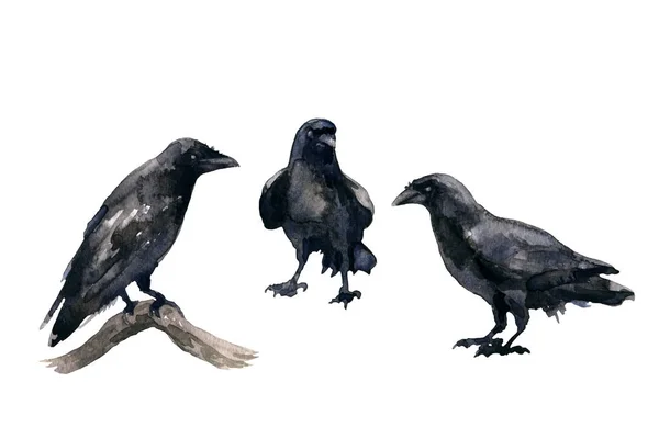 Black Crows Watercolor  Sketch — Stock Photo, Image