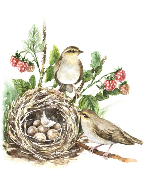 Akvarelu zpěvní ptáci a hnízdo — Stock fotografie