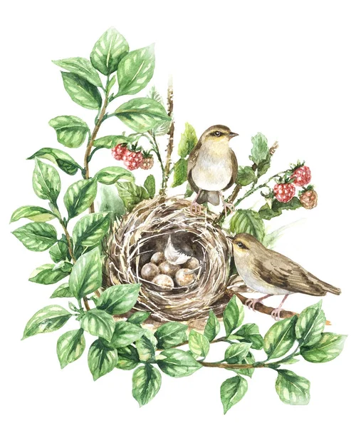 Акварельные певчие птицы возле гнезда — стоковое фото