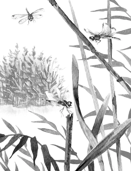 墨飞蜻蜓和芦苇 — 图库照片