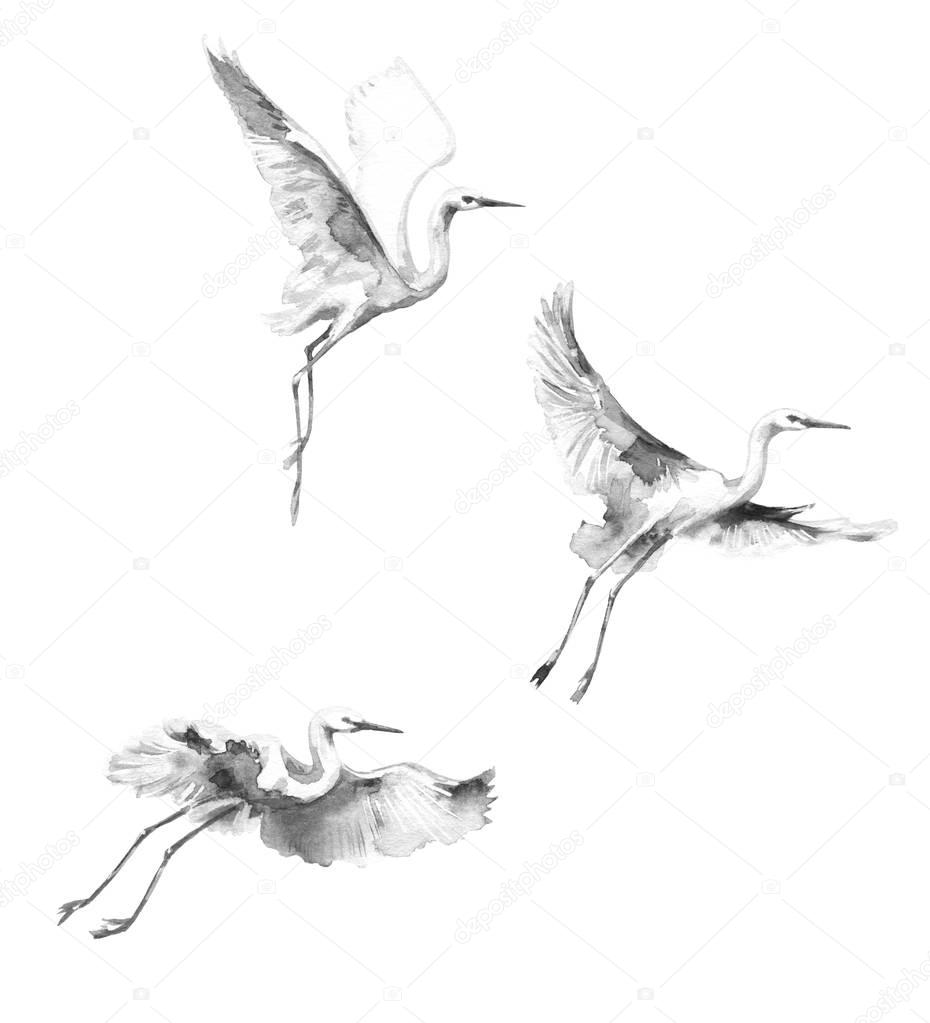 White Flying Storks  Watercolor Sketch