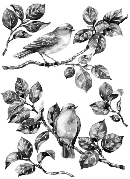 Oiseau chanteur sur branches monochrome — Photo