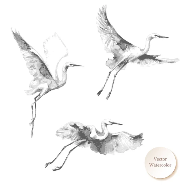Акварельный рисунок Белых летающих аистов — стоковый вектор