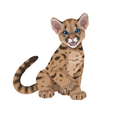 Angry Cougar Cub Isolated clipart