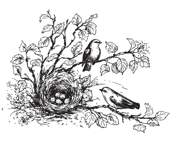 Oiseaux chanteurs et croquis du nid — Image vectorielle
