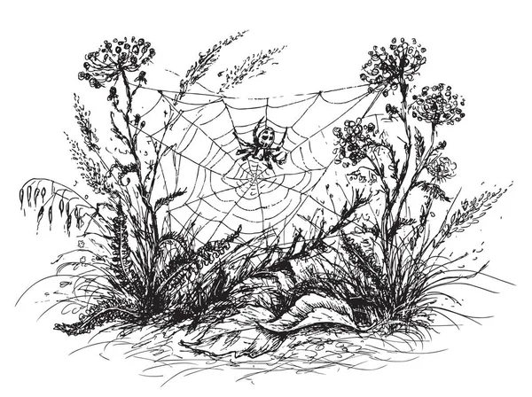 Spider Web Sketch. — Vettoriale Stock