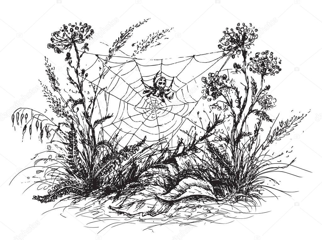 Spider Web  Sketch.