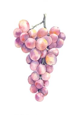 Watercolor Pink Grapes Isolated clipart