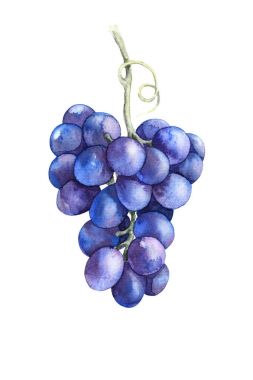 Watercolor Blue Grapes Isolated clipart
