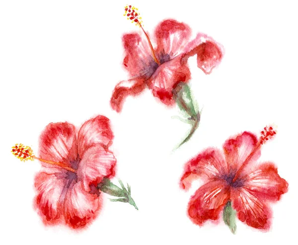 Υδατογραφία, κόκκινο Hibiscus τα λουλούδια — Φωτογραφία Αρχείου