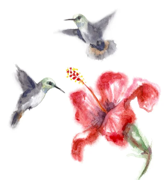 Watercolor Humming Birds and Flower — Stock Photo, Image