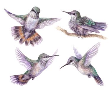 Suluboya sinek kuşu Set