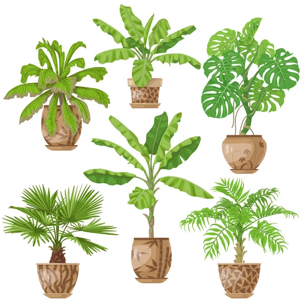 Conjunto de plantas tropicais em vaso — Vetor de Stock