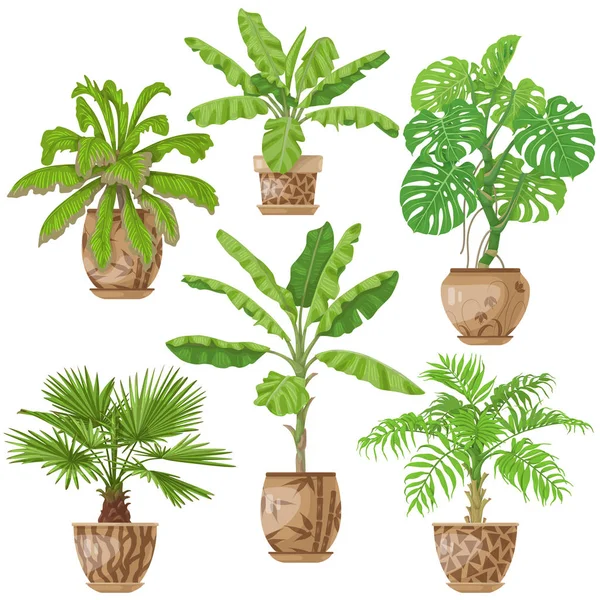 Set de plante tropicale cu ghivece — Vector de stoc