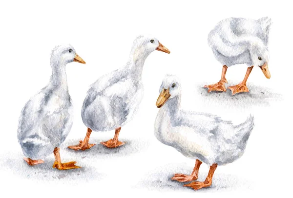 Grupo de Patos Brancos — Fotografia de Stock