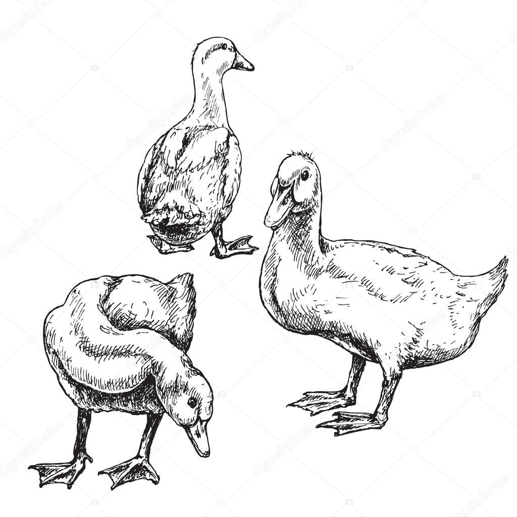 Hand drawn ducks sketch