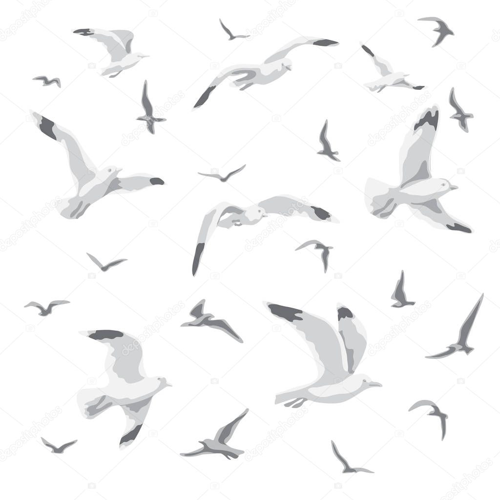 Flying Seagulls Isolated