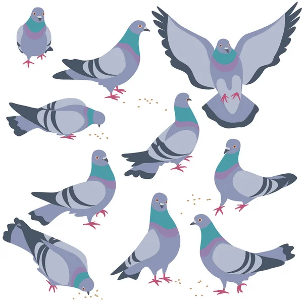 Set of Gray Doves in Motion — Stock Vector