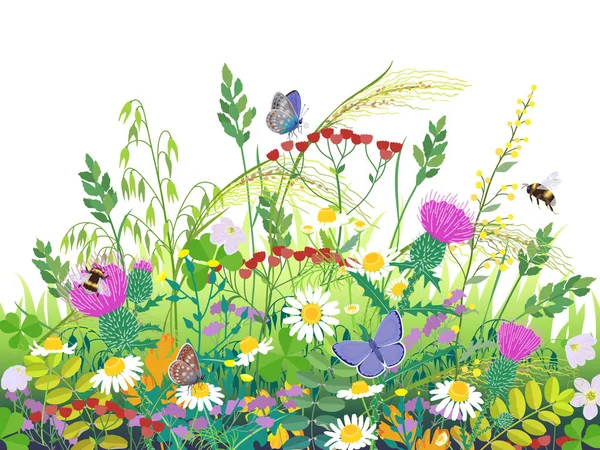 Summer Meadow Plants  and Insects — Stock Vector