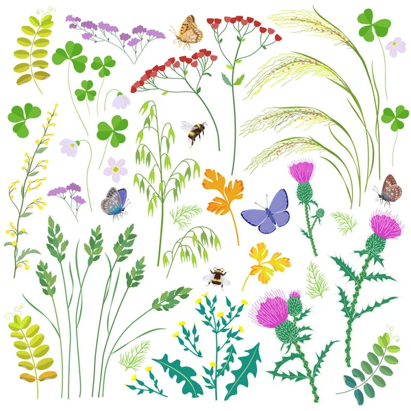 Set de hierbas silvestres, flores silvestres, cereales e insectos — Vector de stock