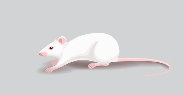 Fehér Patkány izolált szürke háttér — Stock Vector