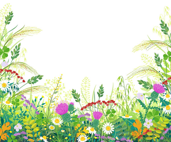 Colorful Frame  with Summer Meadow Plants  