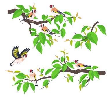 Ağaç dallarındaki ispinozlar Vektör Düz