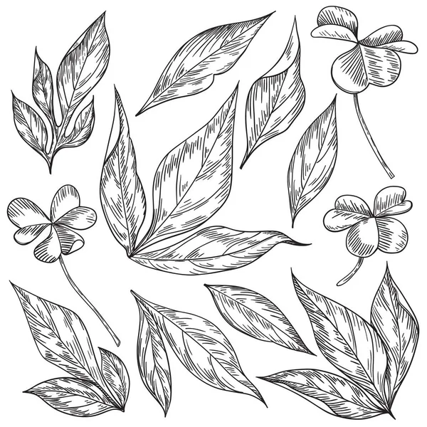 Χειροποίητα Φύλλα Παιώνιας Και Τριανταφυλλιάς Που Απομονώνονται Λευκό Φόντο Μονόχρωμα — Διανυσματικό Αρχείο