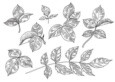 Beyaz arka plana ayrılmış farklı yaprak ve dallar çizilmiş. Tek renkli çiçek elementleri, bitki parçaları vektör çizimi.