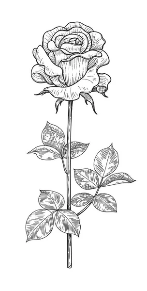 Handgezeichnete Rosenknospe Stiel Mit Isolierten Blättern Auf Weißem Hintergrund Einfarbige — Stockvektor