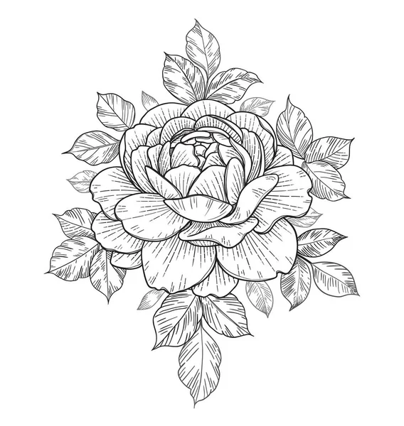 Tête Rose Dessinée Main Feuilles Isolées Sur Fond Blanc Vector — Image vectorielle