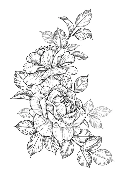Hand Drawn Rose Flower Leaves Bunch Isolated White Vector Line — Stock Vector