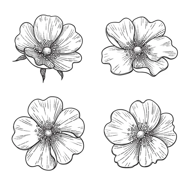 Beyaz Arka Planda Çizimi Köpek Gülü Çiçekleri Klasik Tarzda Tek — Stok Vektör