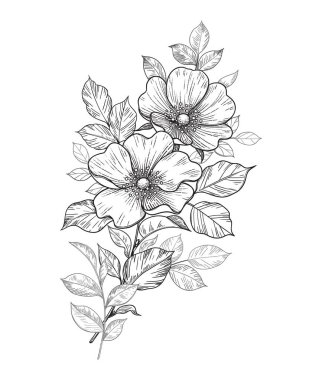 El çizimi, çiçekli ve beyaz yapraklı bir gül dalı. Vektör çizgisi sanat monokrom zarif çiçek kompozisyonu klasik stil, dövme tasarımı, renk sayfası, düğün süslemesi.