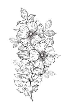 El çizimi, çiçekli ve beyaz yapraklı bir gül dalı. Vektör çizgisi sanat monokrom zarif çiçek kompozisyonu klasik stil, dövme tasarımı, renk sayfası, düğün süslemesi.