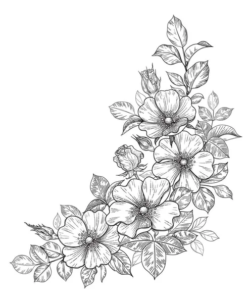 Hand Drawn Dog Rose Bunch Flowers Leaves Isolated White Vector — Stock Vector