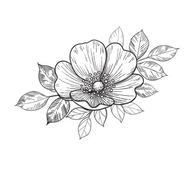 El çizimi köpek gülü çiçeği ve beyaz yapraklar. Vektör çizgisi sanat monokrom zarif çiçek kompozisyonu vintage stil, dövme tasarımı, boyama sayfası.