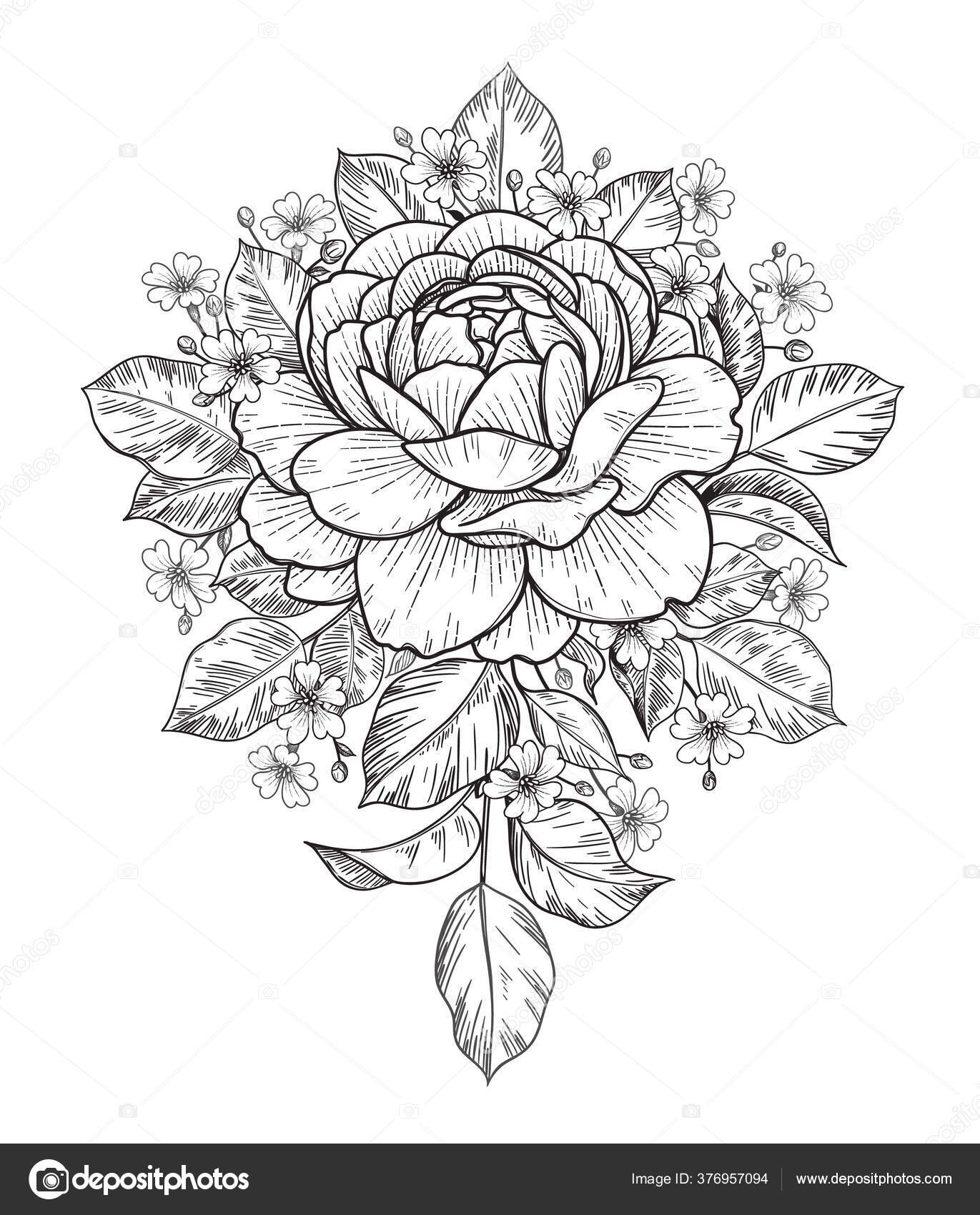 손으로 장미를 그리고 학년생의 꽃들이 하얗게 Vector Monochrome 구성의 빈티지 스톡 벡터 - ©Valiva 376957094, image size:1371x1700