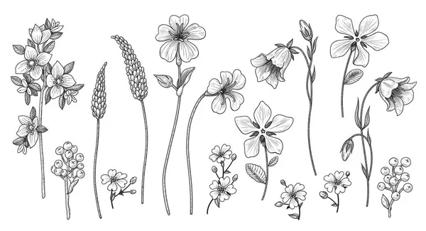 白地に描かれた手描きの野花 黒と白の異なる花の要素 ヴィンテージスタイルでセットされたベクトルモノクロエレガントな花 — ストックベクタ