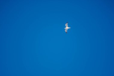 White seagulls on a background of blue sky. Birds on the coast. A clear, cloudless sky. Graceful flight and soaring above. The pleasure of the air and the joy of being. Day, cold, sunny.