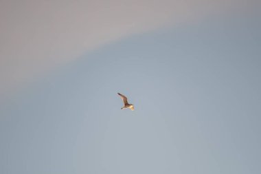 White seagulls on a background of blue sky. Birds on the coast. A clear, cloudless sky. Graceful flight and soaring above. The pleasure of the air and the joy of being. Day, cold, sunny.