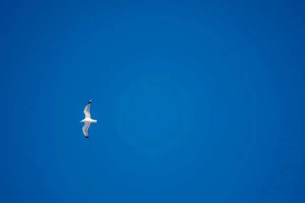 Fehér Sirályok Kék Hátterében Madarak Parton Tiszta Felhők Nélküli Kecses — Stock Fotó