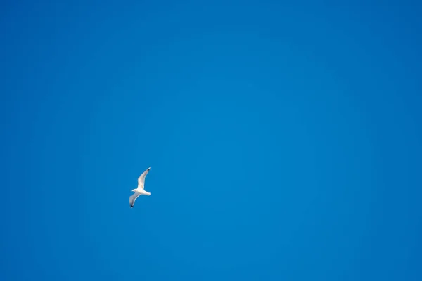 Gaivotas Brancas Fundo Céu Azul Pássaros Costa Céu Claro Sem — Fotografia de Stock